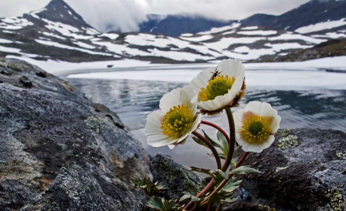 Ranunculus_glacialis_photo_by_Kristiina_Johansson