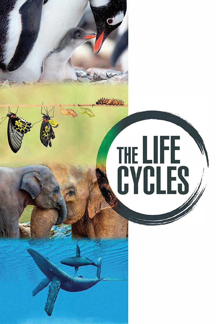 THE LIFE CYCLES