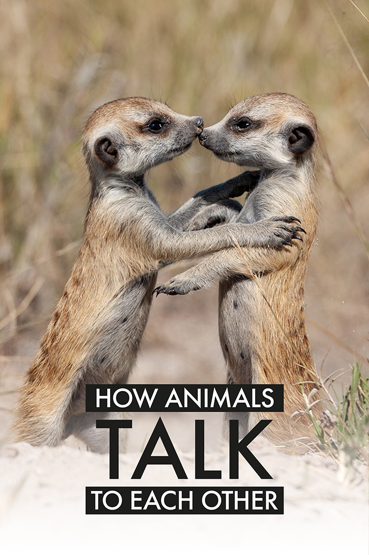 HOW ANIMALS TALK TO EACH OTHER