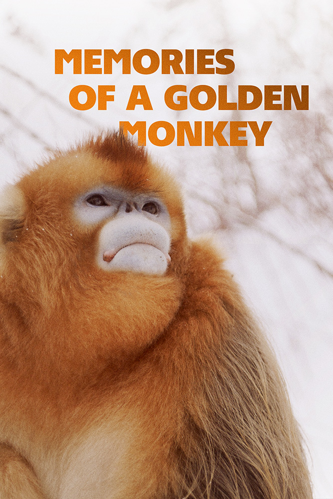 MEMORIES OF A GOLDEN MONKEY