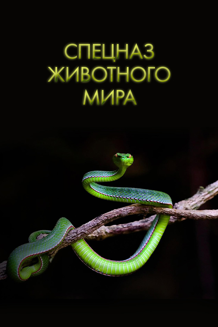 СПЕЦНАЗ ЖИВОТНОГО МИРА